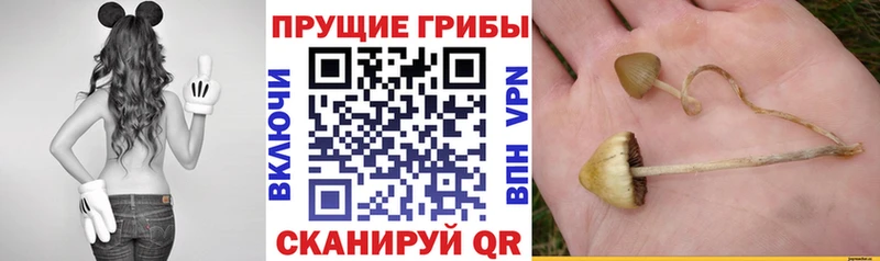 Псилоцибиновые грибы прущие грибы  Алзамай 